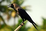 Corvus splendens - House Crow.jpg
