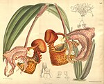 Coryanthes macrantha - Curtis' 126 (Ser. 
 3 no. 
 56) pl 7692 (1900). 
 jpg