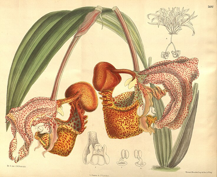 File:Coryanthes macrantha - Curtis' 126 (Ser. 3 no. 56) pl 7692 (1900).jpg