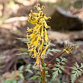 ミヤマキケマン Corydalis pallida var. tenuis