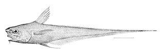 Carapine grenadier Species of fish