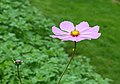 * Nomination Cosmos (Cosmos bipinnatus) is an annual plant of the sunflower family (Asteraceae). Famberhorst 04:43, 24 October 2014 (UTC) * Promotion  Support --A.Savin 16:39, 24 October 2014 (UTC)
