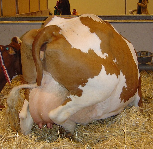 File:Cow behind udder DSC04046.jpg