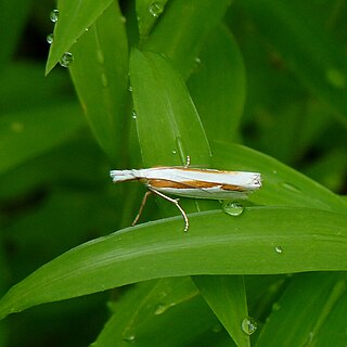 <i>Crambus girardellus</i> Species of moth