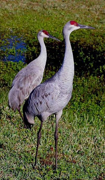 File:Cranes at Narcoosie.jpg