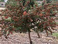 Crataegus monogyna hagtorn