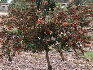 עוזרר חד-גלעיני: מין של צמח