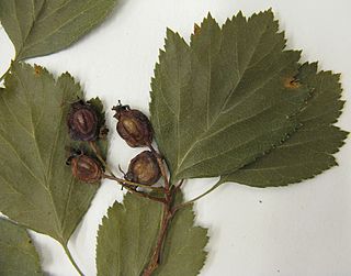 <i>Crataegus purpurella</i> Species of flowering plant