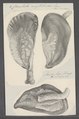 Crenatula mytiloides - - Print - Iconographia Zoologica - Special Collections University of Amsterdam - UBAINV0274 075 07 0005.tif