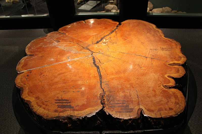 File:Cross section of a tree showing the dates of tree ring formation at the Ohio History Center June 2022 1.jpg