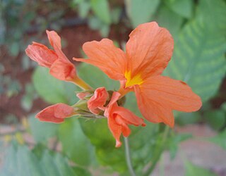 <i>Crossandra infundibuliformis</i> species of plant