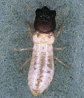 A living Cryptotermes, or drywood termite Cryptotermes brevis.jpg