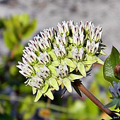 Curtiss milkweed (Asclepias curtissii) (6023865184).jpg