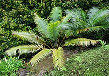 Cycas begonvil Furnas 2015 (01) .jpg