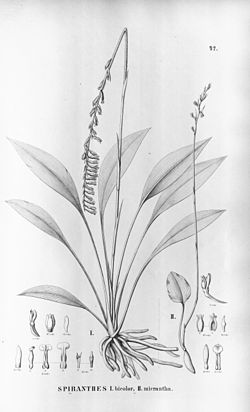 Cyclopogon bicolor (as syn. Spiranthes bicolor) - Hapalorchis lineata (as syn. Spiranthes micrantha) - Flora Brasiliensis 3-4-42.jpg