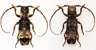 <i>Cymatura fasciata</i> species of insect