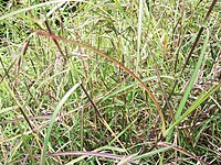 Cymbopogon martinii-1-sanyasimalai-yercaud-salem-India.JPG