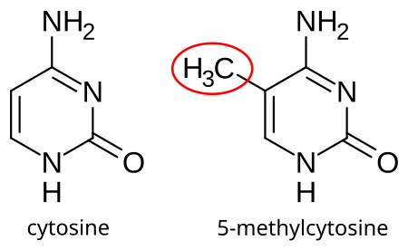 Fail:Cytosine_and_5-methylcytosine.svg