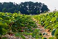 * Nomination Strawberry field in the hamlet Dernekamp, Kirchspiel, Dülmen, North Rhine-Westphalia, Germany --XRay 03:24, 4 June 2018 (UTC) * Promotion  Support Good quality. I like that some strawberies are in focus! --Podzemnik 04:51, 4 June 2018 (UTC)