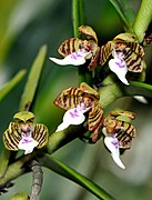 Trichoglottis geminata