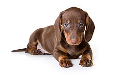 ✲ ¿Cómo debe ser un Dachshund? » Conoce su anatomía