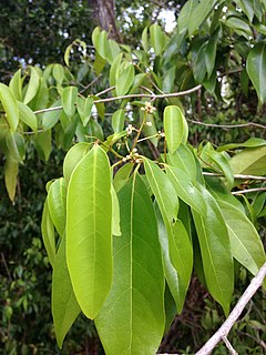 <i>Damburneya</i> Genus of flowering plants