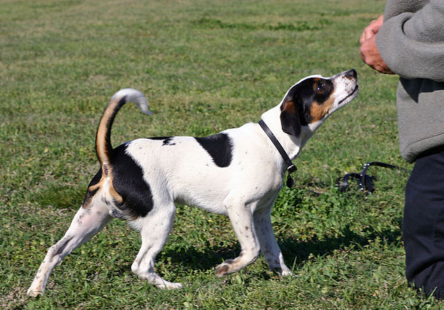 File:Danish Farm Dog1604fxcr wb.jpg - Wikimedia Commons