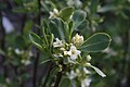 Daphne caucasica flowers