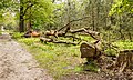 * Nomeação Deelerwoud, (the eastern part.) Uprooted dead tree along a forest path. (Stacked photo.) --Agnes Monkelbaan 04:12, 1 June 2024 (UTC) * Promoção  Support Good quality. --Johann Jaritz 04:43, 1 June 2024 (UTC)