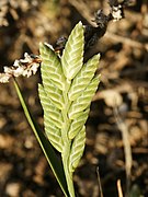 Desmazeria sicula