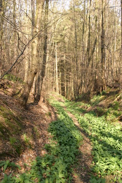 File:Devil's Causeway - geograph.org.uk - 389321.jpg