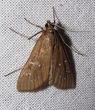 <i>Diastictis</i> Genus of moths