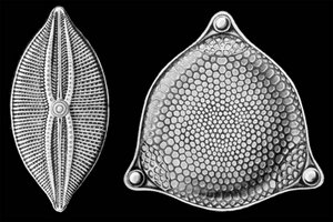 Diatom: Genel özellikleri, Gelişim tarihi, Fosil kayıtları