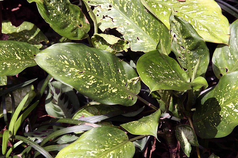 File:Dieffenbachia amoena 5zz.jpg