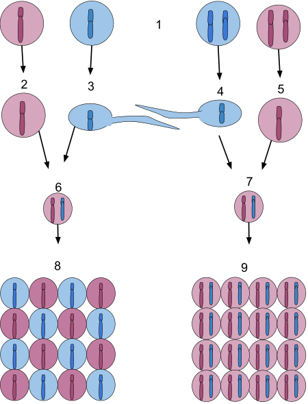 Tập_tin:Difference_of_Haploid_and_Diploid_Gene_Regulation_in_Mendelian_Genetics.svg
