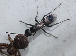 <i>Dipogon</i> (wasp) Genus of wasps