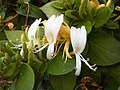 Japán lonc (Lonicera japonica)