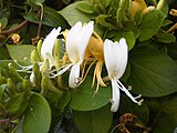 L. japonica flower close up