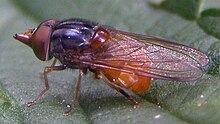 Diptera-Syrphidae-Rhingia-rostrata-201208200063.JPG