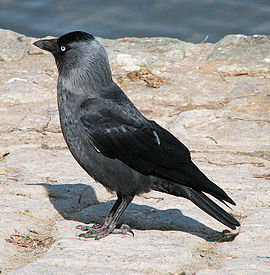 Dohle (Corvus monedula) d1.jpg