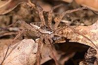 Dolomedes scriptus