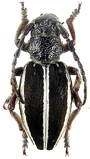 Миниатюра для Файл:Dorcadion (Cribridorcadion) scabricolle scabricolle (Dalman, 1817) female.jpg