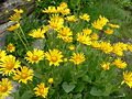 Miniatura para Doronicum grandiflorum