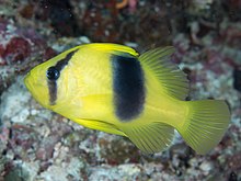 Doublebanded soapfish (Diploprion bifasciatum) (39762210363).jpg