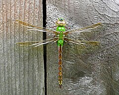 ♀ Anax junius