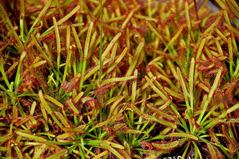 File:Drosera capensis in Jardin des Plantes de Toulouse 03.jpg