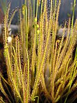 Drosera filiformis[14]