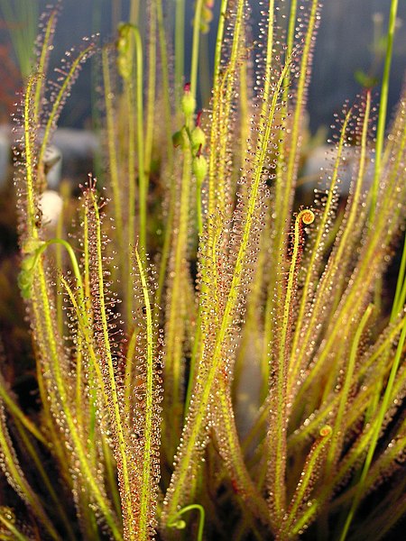 File:Drosera filiformis ne1.jpg