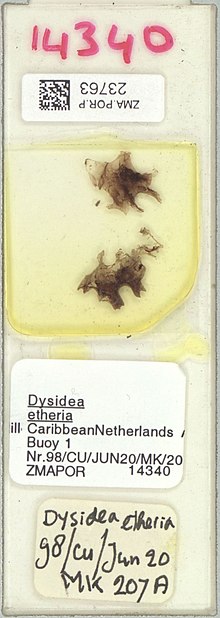 Dysidea etheria Preserved Specimen.jpg