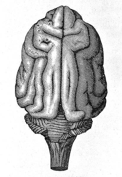 File:E. Hitzig and G. Fritsch, Brain of a monkey, 19thC. Wellcome L0001976.jpg